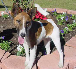 basenji fox